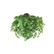 RL LEAVY R60463015 lampa sufitowa